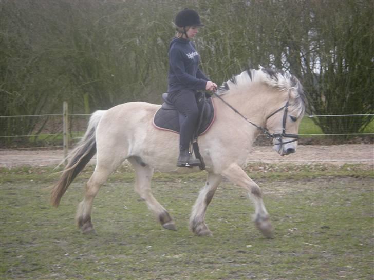 Fjordhest Klaus billede 20