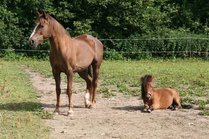 Shetlænder Stald Michas Little Matti - Malaika & Matti sammen (;  billede 16