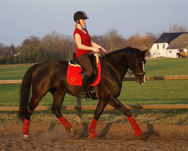 Dansk Varmblod Malue Åbo - 1. Trav i aftensolen, hun er så fin i rødt udstyr :) Fotograf: Anne Mette billede 1