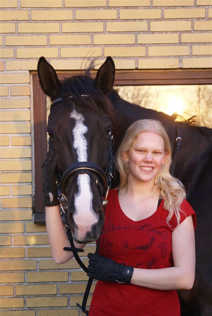Dansk Varmblod Malue Åbo - 2. Ørene fremme så er hun så fin.. Fotograf Anne Mette billede 2