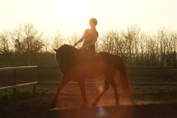 Dansk Varmblod Malue Åbo - 3. Synes det er billede er så specielt at det også lige skulle med.. Fotograf: Anne Mette billede 3