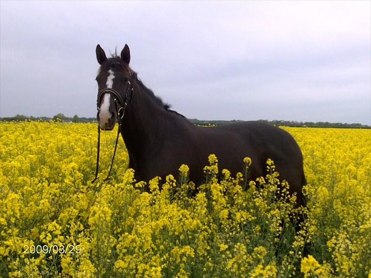 Dansk Varmblod Malue Åbo - 5. Malue i rapsmark (bare rolig, hun står i et traktorspor).. Bare ærgeligt det ikke var lidt bedre vejr med blå himmel ;) Men flot er hun jo alligevel.. Fotograf: Malene billede 5