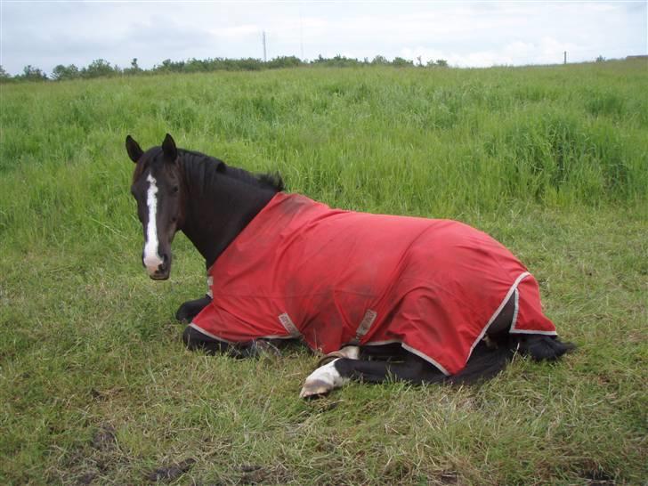 Dansk Varmblod Malue Åbo - 4.Ej Tinna jeg ligger lige og slapper af... Skal jeg virkeligt ind nu? billede 4