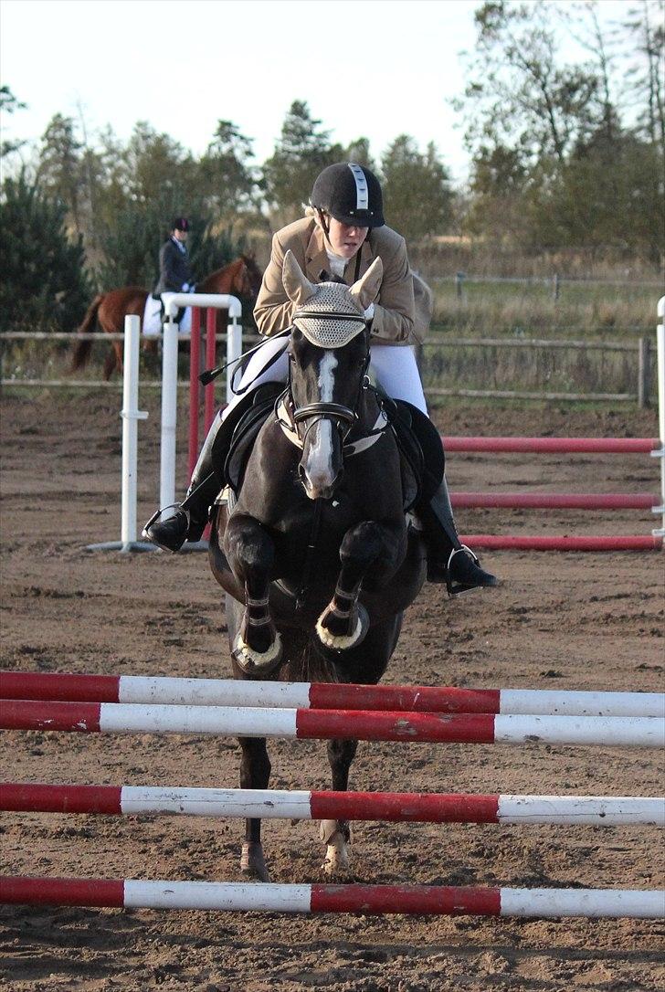 Dansk Varmblod Malue Åbo - 7.Oxer fra vores første springstævne :) Fotograf: Tinne billede 7