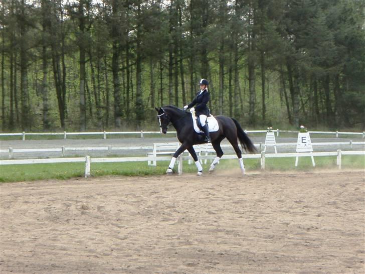 Dansk Varmblod Malue Åbo - 10. Sort og hvidt, sådan skal det se ud :D Første dressurstævne med Malue.. Fotograf: Malene billede 10
