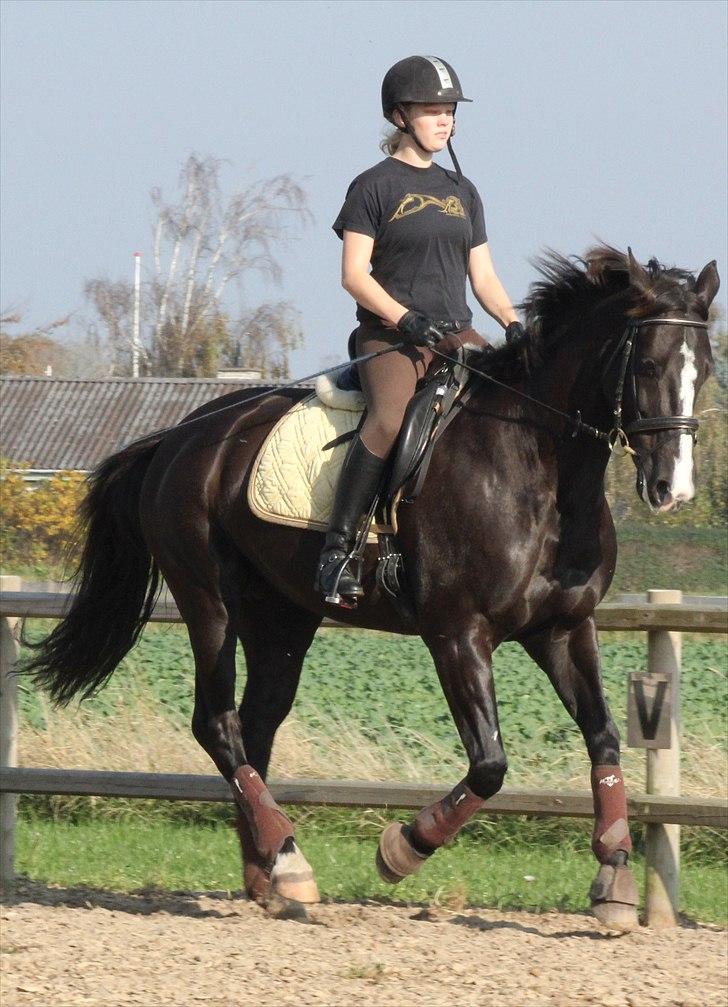 Dansk Varmblod Malue Åbo - 13. Galop en efterårsdag i solskin.. Det gul-brune sæt :) Fotograf: Tinne billede 13