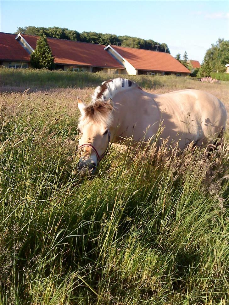 Fjordhest Miss Dixie - dixie på sommergræs 09 billede 16