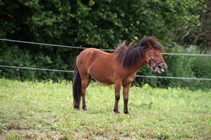 Shetlænder Stald Michas Little Matti - Søde Matti der gaber billede 17