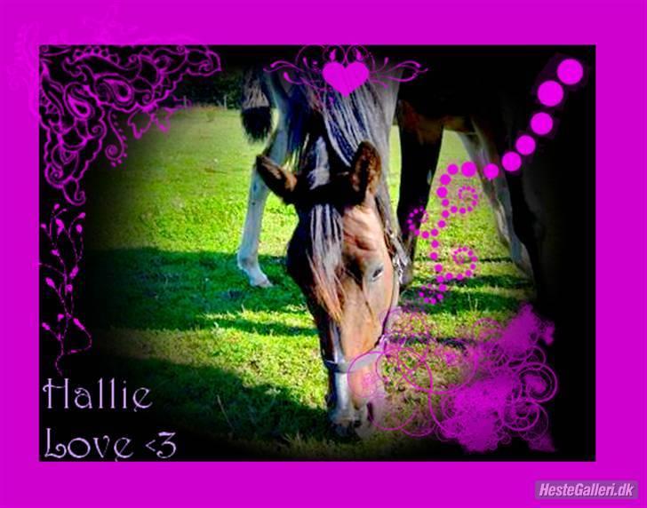 Traver Hallie [Min Hest] - jeg elsker vand<3 billede 1