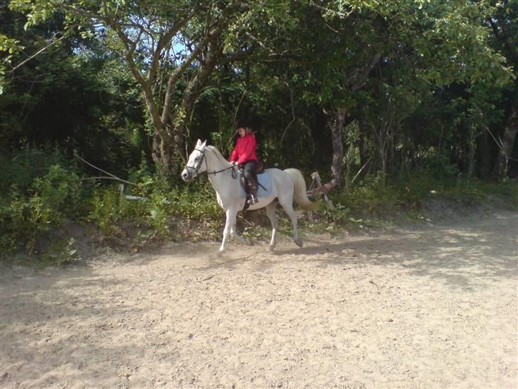 Anden særlig race dino boy " SOLGT " billede 4