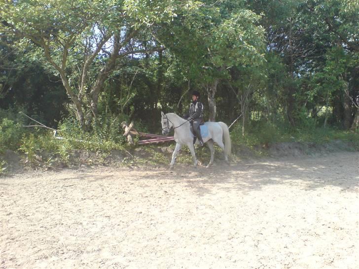 Anden særlig race dino boy " SOLGT " - mariane og dino boy billede 6