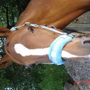 Hollandsk Varmblod Menda