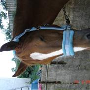 Hollandsk Varmblod Menda