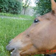 Hollandsk Varmblod Menda