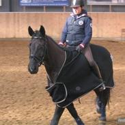 Hannoveraner Don Frederico 2 R.I.P