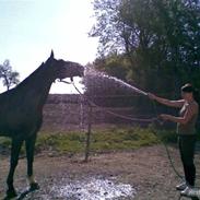 Hannoveraner Don Frederico 2 R.I.P