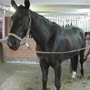 Hannoveraner Don Frederico 2 R.I.P