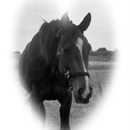 Traver Hallie [Min Hest]