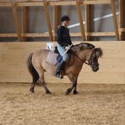 Anden særlig race Boline 