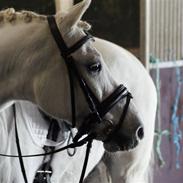 Welsh Cob (sec D) Bakkegaarden's Hero R.I.P