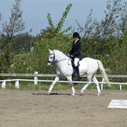 Welsh Cob (sec D) Bakkegaarden's Hero R.I.P