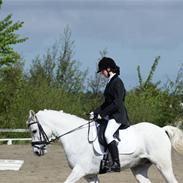 Welsh Cob (sec D) Bakkegaarden's Hero R.I.P