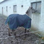 Anden særlig race Mugge