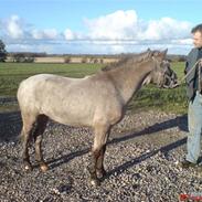 Anden særlig race Mugge