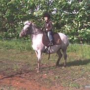 Anden særlig race Mugge