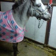 Anden særlig race Mugge