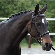 Dansk Varmblod Ny Bell-Bell