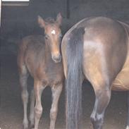 Anden særlig race Søndergårdens Sheik