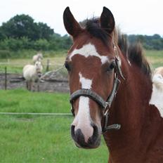 Anden særlig race Rainbow