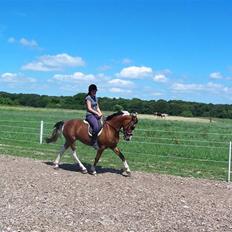 Anden særlig race Rainbow