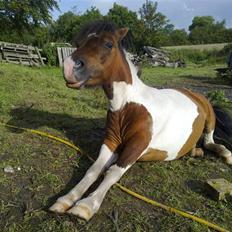 Anden særlig race Stella Nova (solgt)