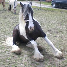 Irish Cob Indyana