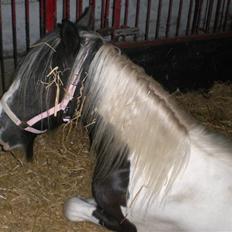 Irish Cob Indyana