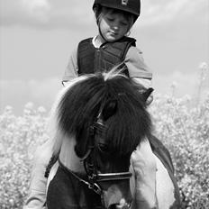 Anden særlig race Stella Nova (solgt)