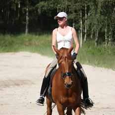 Palomino Nørrevang Gazett