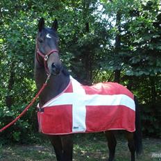 Hannoveraner Sir sandro(Kæmpe) Aflivet