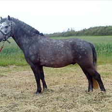 Welsh Pony af Cob-type (sec C) ¤Oliver¤..