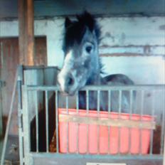 Welsh Pony af Cob-type (sec C) ¤Oliver¤..