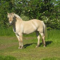 Fjordhest Kaia Halsnæs
