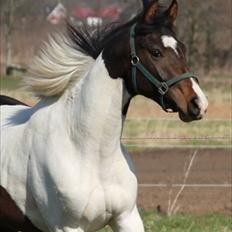 Pinto Enekær's Viento de Verano #solgt#