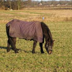 Anden særlig race Shiela