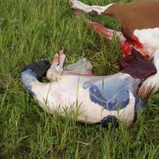 Pinto Enekær's Viento de Verano #solgt#