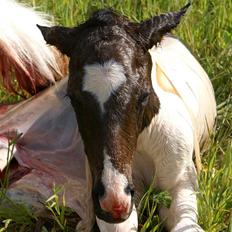 Pinto Enekær's Viento de Verano #solgt#