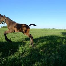 Dansk Varmblod Charisse Zola