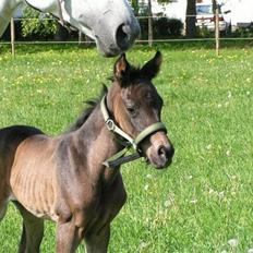 Dansk Varmblod Charisse Zola