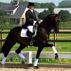 Dansk Varmblod Charisse Zola